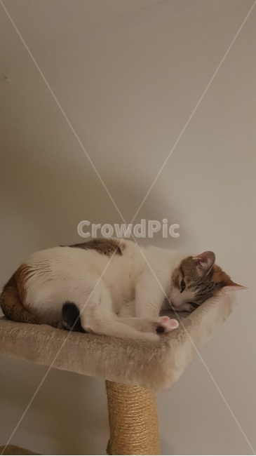 고양이,반려동물,애완동물,캣타워,길고양이,코리안숏헤어,코숏,사랑스러움,귀여움,젤리,고양이발바닥