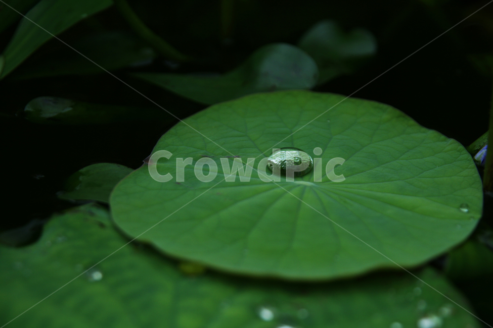 식물,물방울,연잎,자연,leaf,잎,plant,droplet,작은물방울,식물,자연,plants,nature,꽃,flower