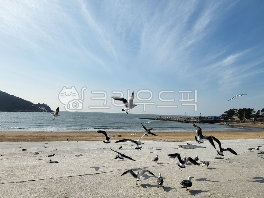 flight,coastline,nature,water,sea,coast,fly,Beach,Coast,landing,outdoors,ocean,bird,beach,shoreline,animal,Seagull,sit down