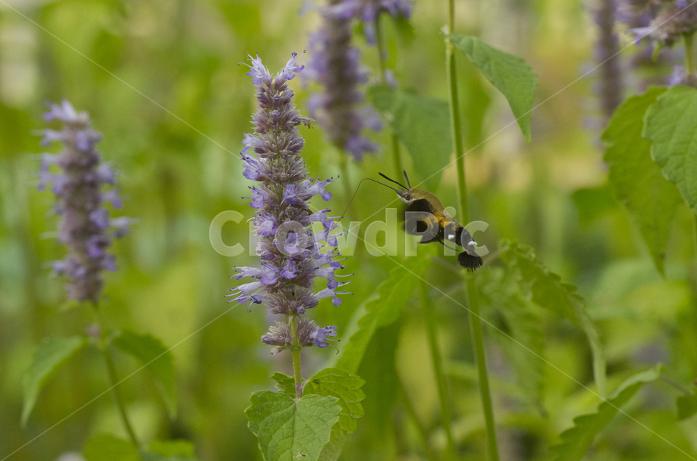 박각시,박각시나방,배초향,곤충,가을곤충,나방,나비,동물,꽃,식물,flower,insect,벌,벌새,가을꽃,식물,자연,plants,nature,곤충,벌레,insect,bug