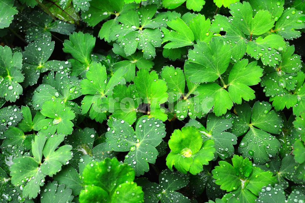 채소,야채,쌈채소,음식,식재료,food,green,fresh,신선한,싱싱한,plant,건강식품,푸성귀,건강식,vegetable,상추,채소밭,어린,섬유질,다이어트,방풍나물,이슬,물방울,식물,자연,plants,nature,음식,식재료,요리,food,cook,meal,dishes,food reserves,채소,야채,vegetables