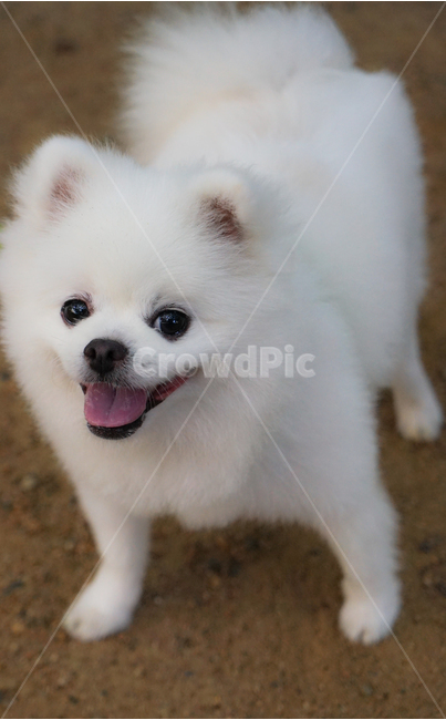 강아지,개,동물,반려견,애완견,동물,animal,포유류,mammal,개,강아지,dog,doggy