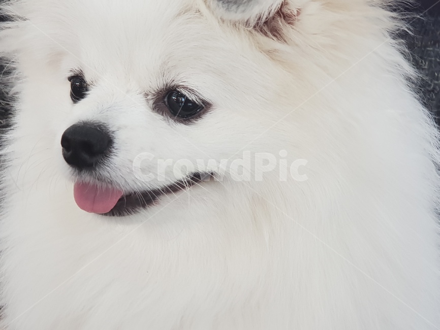 반려견,개,강아지,dog,puppy,애완동물,애완견,동물,animal,포유류,mammal,개,강아지,dog,doggy