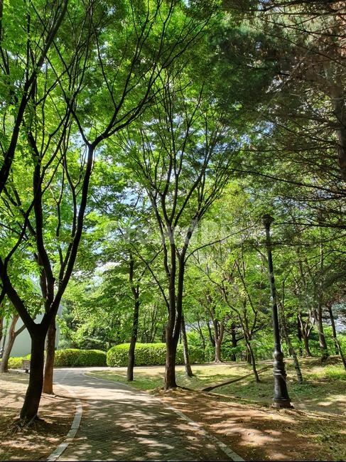 숲,공원,자연,삼림지,forest,초목,woodland