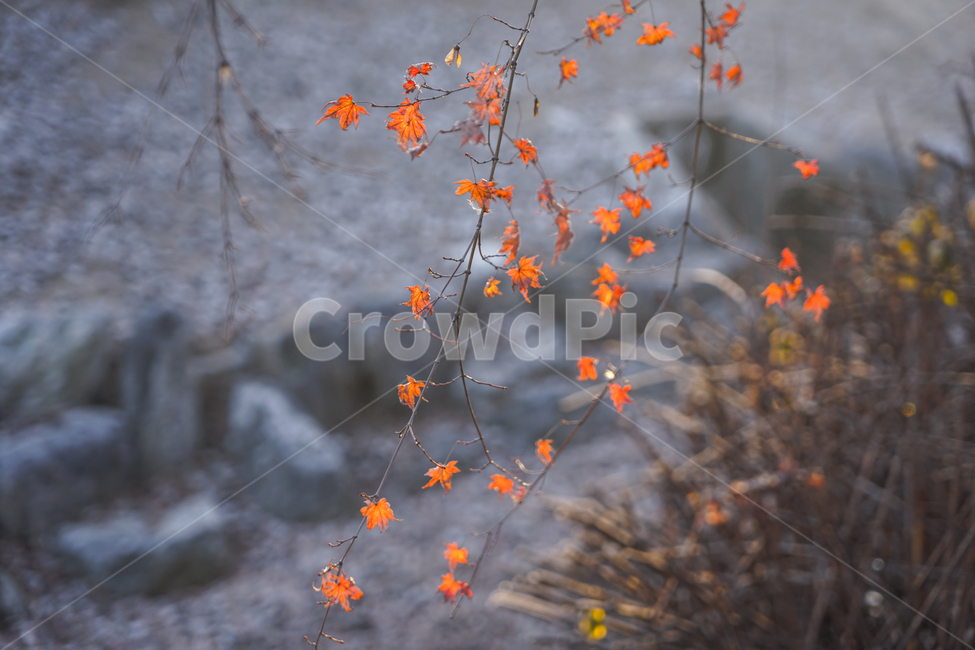 겨울,단풍,감성,공원,나무,식물,가을,계절,fall,autumn,season,식물,자연,plants,nature,plant,leaf,잎