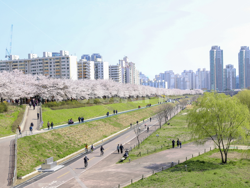 나무,꽃,초록,핑크,벚꽃,숲,숲속,사람들,자연,하늘,건물,빌딩,봄,계절,spring,season,도시,풍경,city,landscape,한국도시풍경,한국도시경관,korea cityscape,path,통로,road,도로