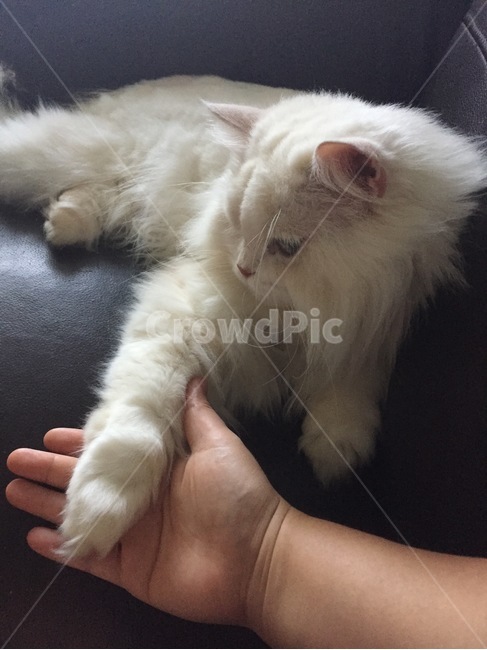 고양이,악수,부끄럼,조신,반가움,동물,animal,포유류,mammal,고양이,cat,kitten,kitty
