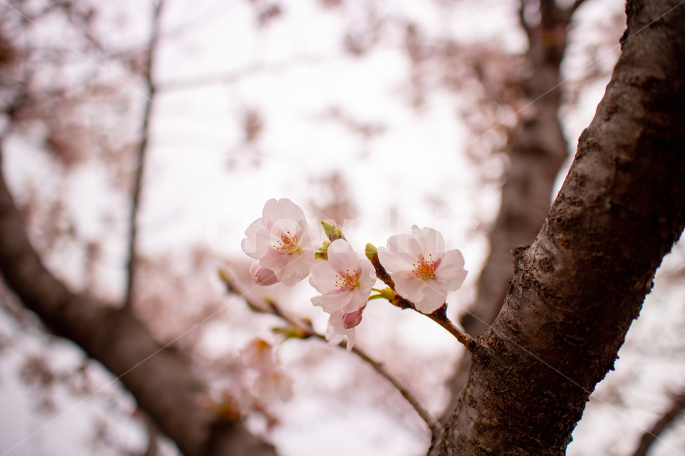 벚꽃,cherryblossoms,봄,spring,꽃,flowers,핑크,pink,자연,nature,야외,outdoor,outside,공원,park,분홍,베이비핑크,꽃송이,러블리,lovely,봄,계절,spring,season,식물,자연,plants,nature,꽃,flower,plant