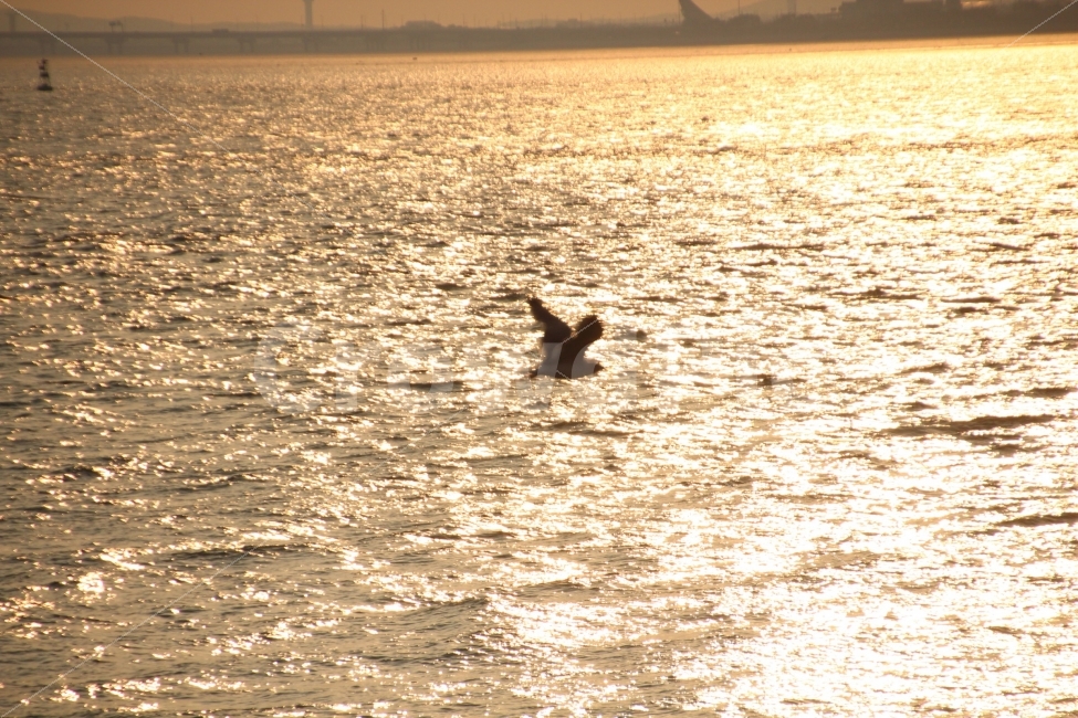 갈매기,노을,날개,바다,비상,동물,animal,조류,새,birds,감성,sensible,feeling