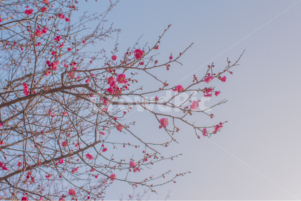 매화,홍매화,풍경,봄,꽃,봄,계절,spring,season,식물,자연,plants,nature,꽃,flower,plant