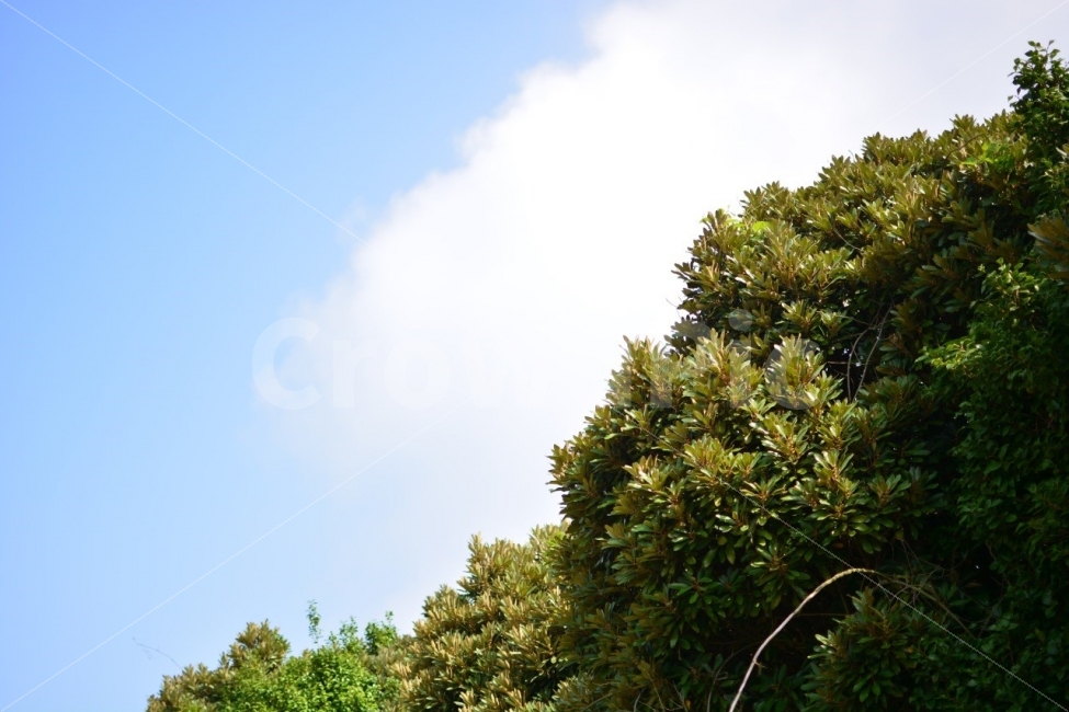 구름,풀,풍경,푸른,하늘,나무,Sky,여름,Tree,Cloud,Sunny,Day,Landscape,Green,Blue,자연,풍경,nature,landscape