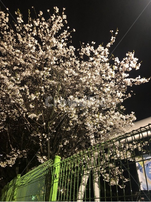 봄,벚꽃,밤,저녁,인생,삶,life,감성,팝콘,봄,계절,spring,season,야경,밤,풍경,nightscape,night,landscape,plant,식물
