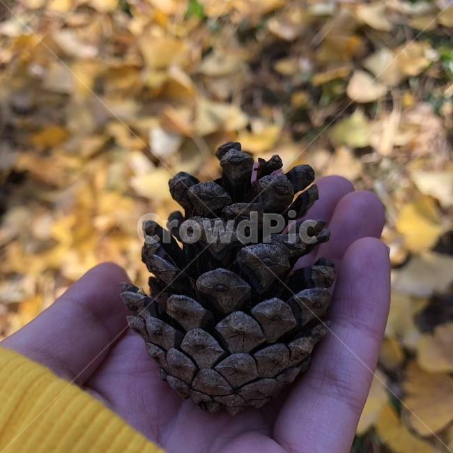 plant,식물,tree,나무,솔방울,숲,숲속,솔,방울,갈색,자연,가을