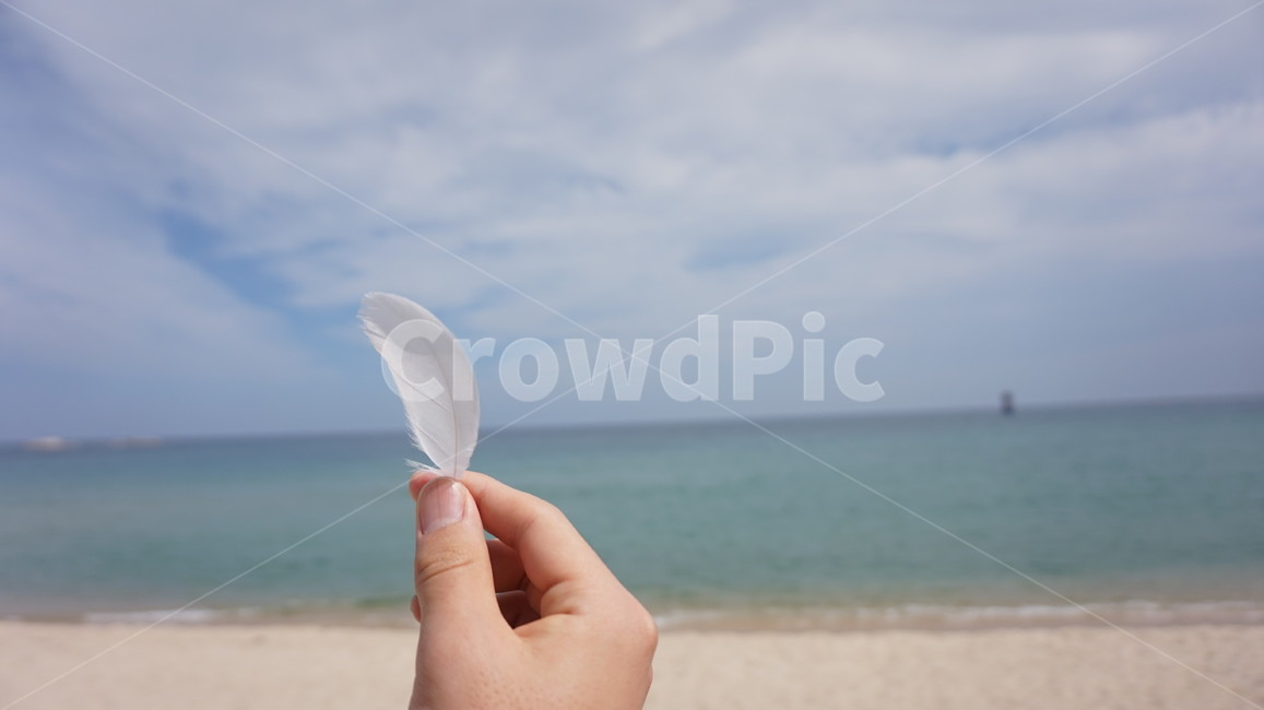희망,하늘,바다,깃털,구름,소망