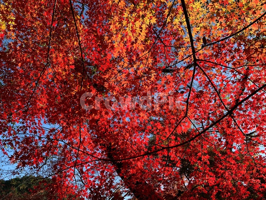 plant,식물,leaf,잎,tree,나무,maple,단풍,가을,fall,autumn,옥외,outdoors,가을,계절,fall,autumn,season,나무,trees,wood