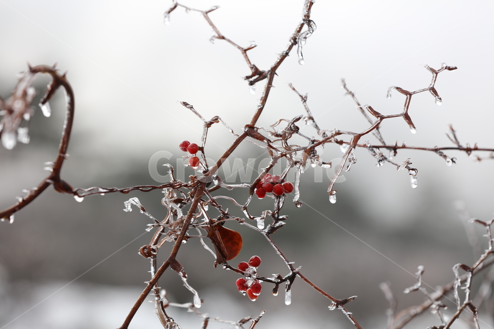 겨울,나무,이슬,열매,빨강,얼음,고드름,붉은,wood,winter,ice,red,레드,아웃포커싱,배경,겨울,계절,winter,season,식물,자연,plants,nature,과일,열매,fruit