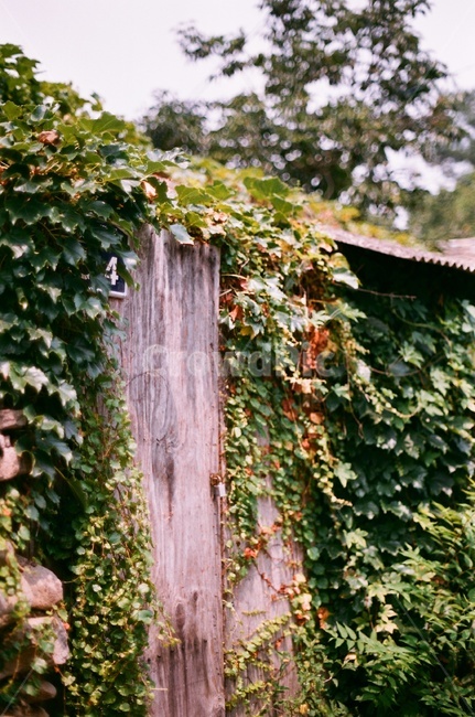 담쟁이,담쟁이덩굴,ivy,집,green,여름,summer,wall,담벼락,필름사진,filmphoto