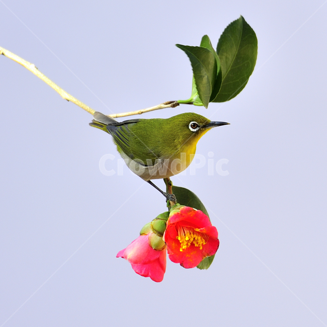 동박새,동백꽃,선운사,고창읍성,쪽돌의사진세상,사립문,식물,자연,plants,nature,꽃,flower,동물,animal,조류,새,birds,색깔,색상,색채,색감,color sense,color sensitivity,feeling of color