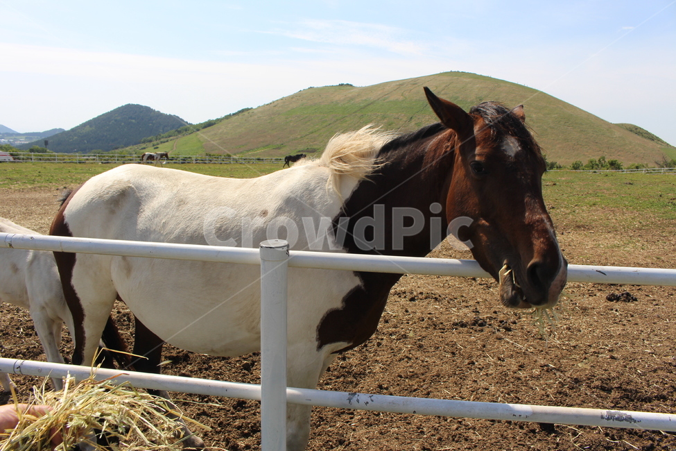 제주도,말,horse,목장,얼룩말,오름,야외,여름,농장,동물,animal,포유류,mammal