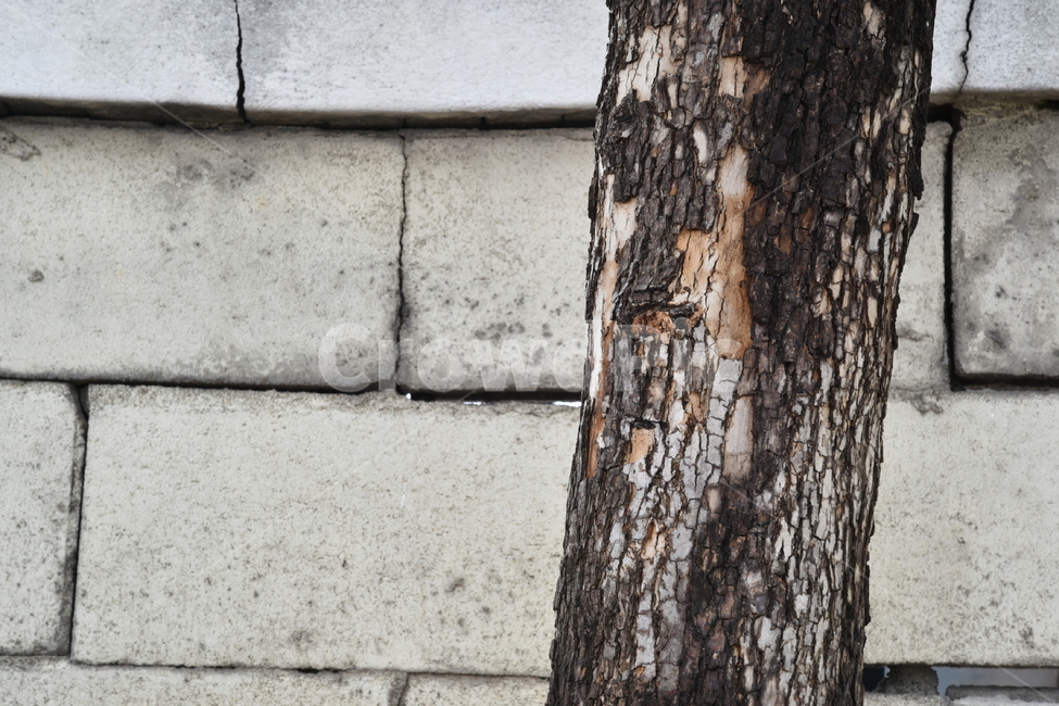 brick wall,old tree,tree,wall