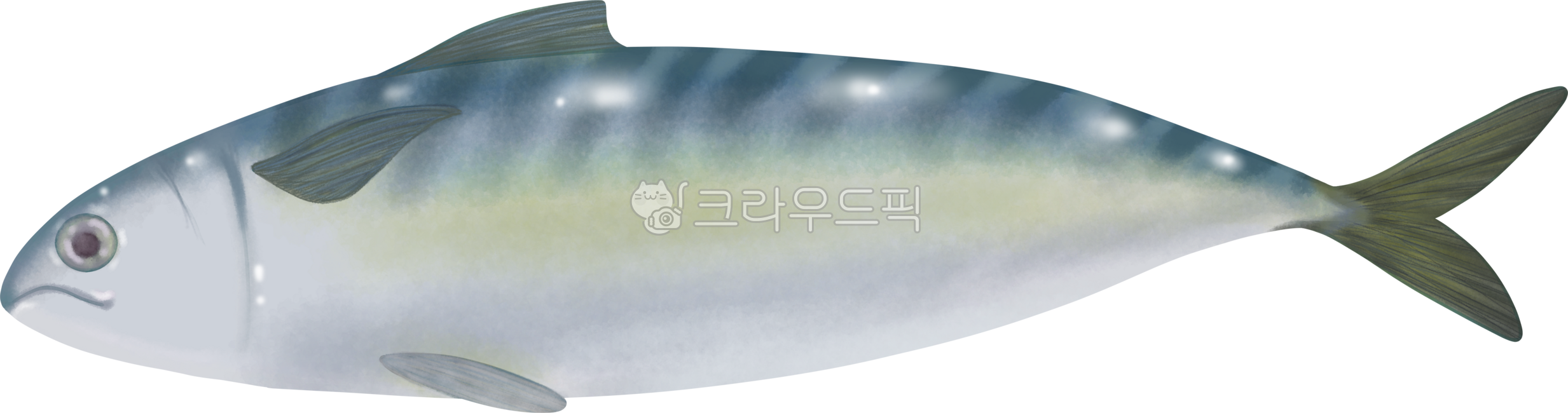 Mackerel,fish,fish,seafood,blue fish