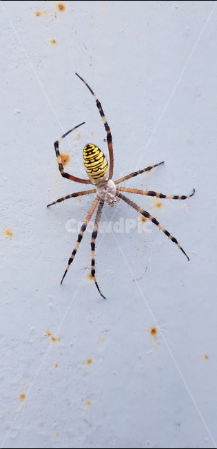 거미,스파이더,거미줄,곤충,줄거미,곤충,벌레,insect,bug