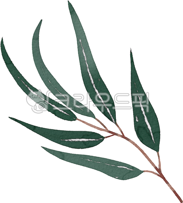 유칼립투스,잎,초록색,잎사귀,식물,허브,수채화,leaf