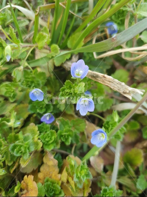 들꽃,봄꽃,plant,식물,flower,blossom,꽃,식물,자연,plants,nature,꽃,flower