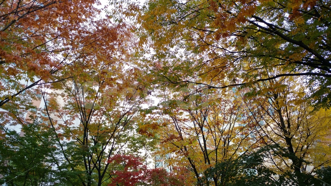 지는가을,낙엽,나뭇잎,겨울전,쓸쓸함,가을,계절,fall,autumn,season,자연,풍경,nature,landscape,식물,plants,나무,trees,wood,tree,plant,tree trunk,나무 줄기