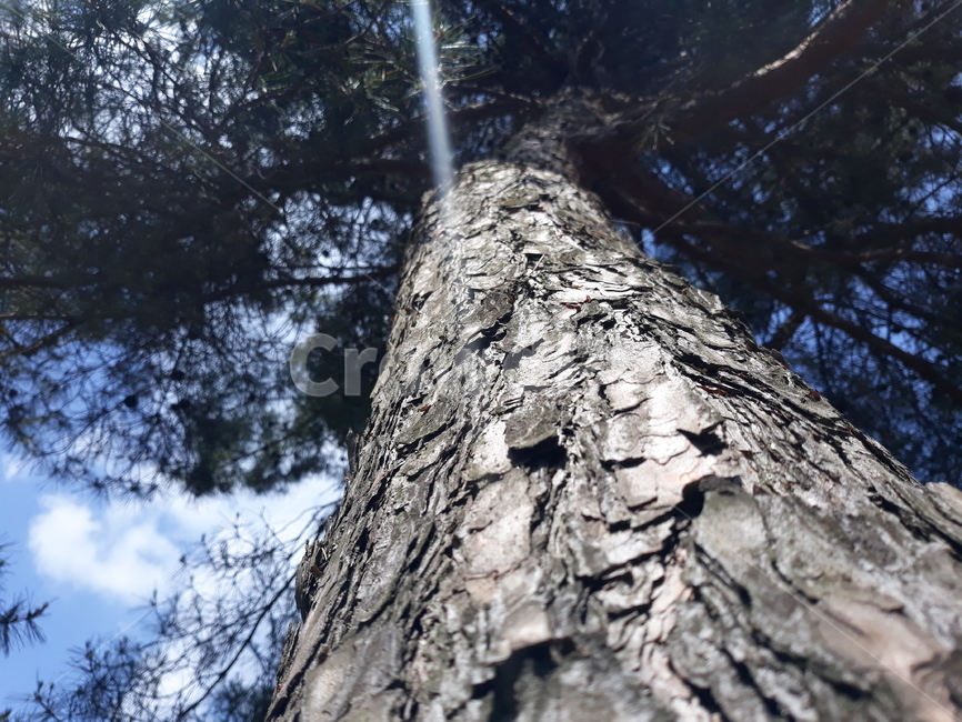 tree,나무,plant,식물,treetrunk,나무줄기,sky,하늘,숲,forest,식물,자연,plants,nature,나무,trees,wood