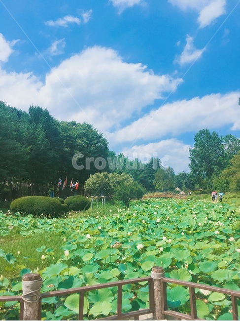 남이섬,자연,namiisland,namisum,nature