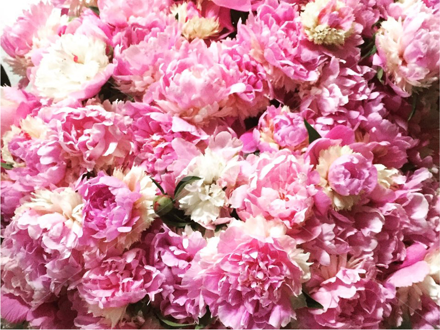작약,신부,봄,피치,peony,꽃,flower,선물,기념일,감성사진,힐링,blossom