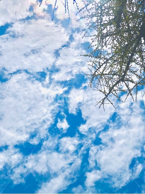 하늘,나무,tree,sky,plant,cloud,구름