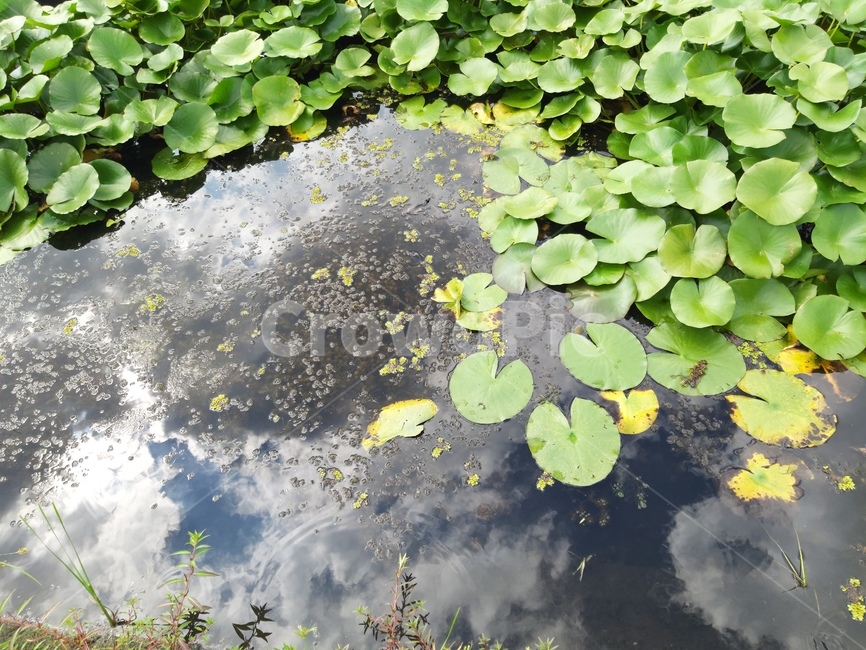 nature,자연,plant,수련,식물,water,물,식물,자연,plants,nature,꽃,flower
