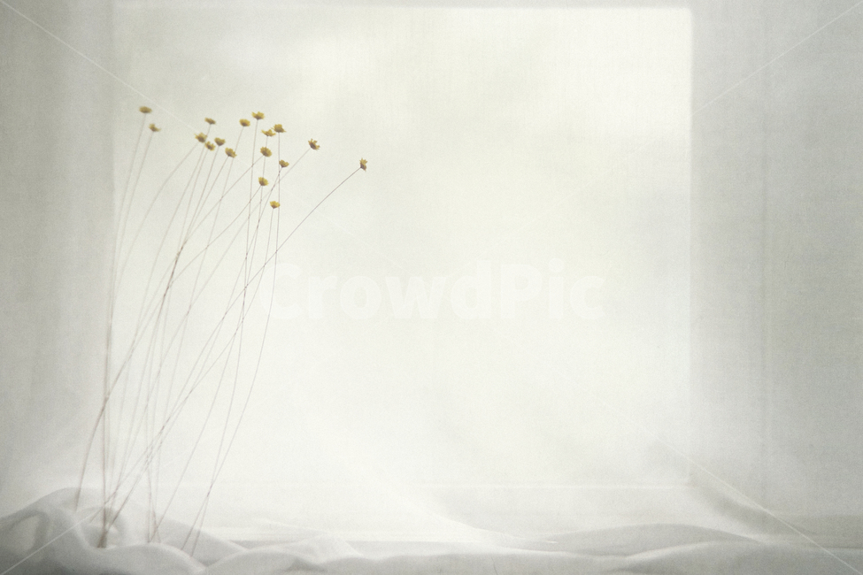 풀잎,꽃,감성,여백,space,flower,식물,자연,plants,nature