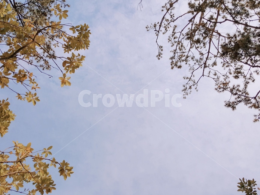 봄,하늘,식물,구름,나무,자연,풍경,nature,landscape,tree,plant
