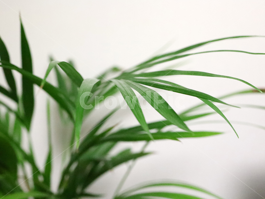 plant,식물,화초,초록,녹색,아레카아쟈,테이블야자,실내,자연,plants,nature,식물,자연,plants,nature