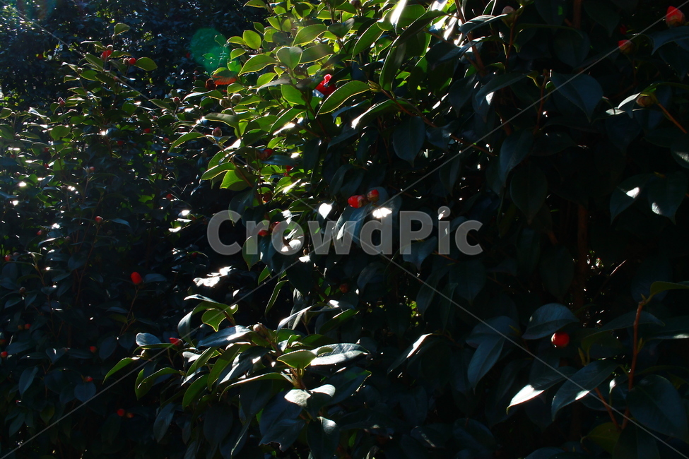 동백꽃,동백섬,해운대동백섬,동백,동백나무,식물,자연,plants,nature