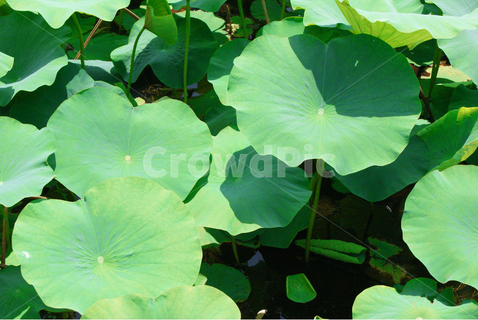 자연,초록잎,연잎,잎사귀,연꽃,식물,자연,plants,nature