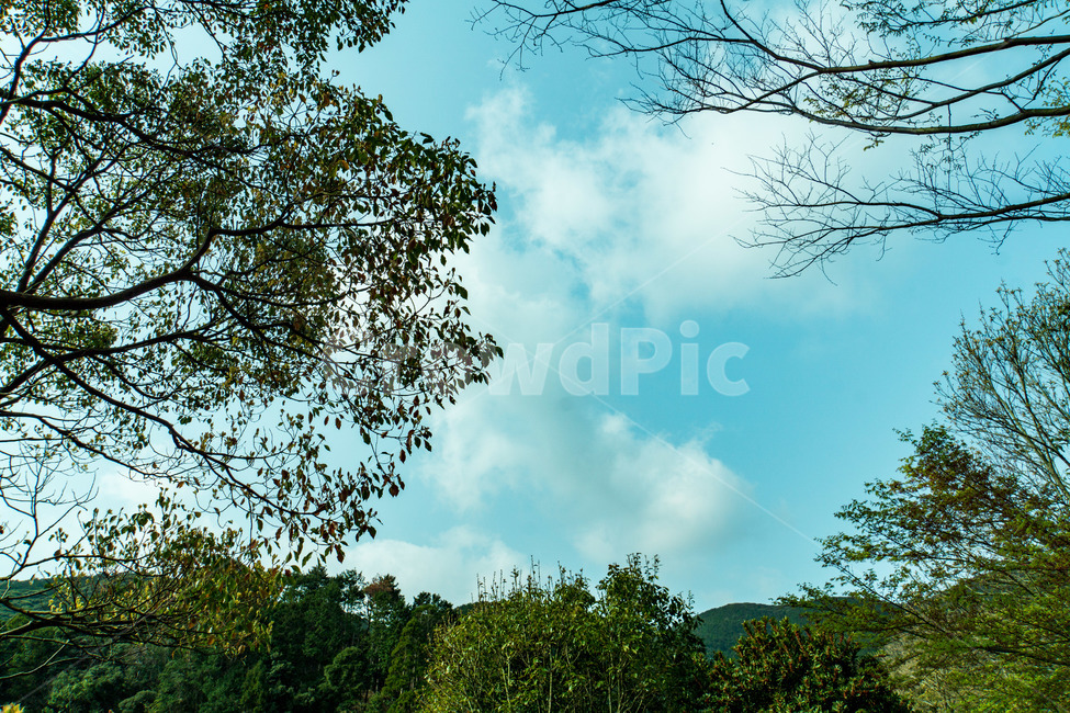 하늘,풍경,나무,산,구름,맑음,자연,풍경,nature,landscape