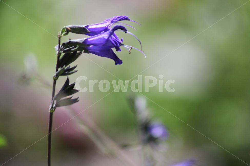 사파이어세이지,블루사파이어세이지,허브,salviacaerulea,salviaguaranitica,식물,자연,plants,nature,꽃,flower