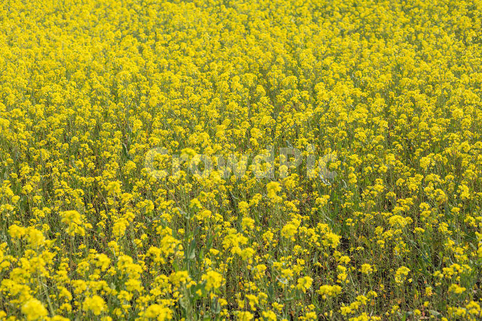 유채꽃,꽃,봄꽃,제주도,꽃밭,식물,자연,plants,nature,꽃,flower