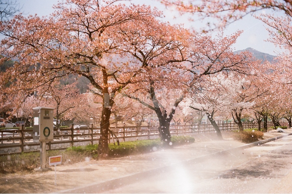 벚꽃,산책,산책로,봄,하천