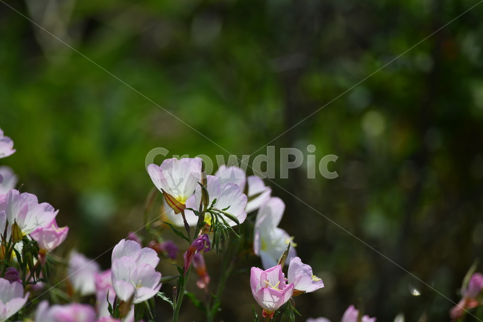 자연,꽃,가을,야생,아침,식물,자연,plants,nature,꽃,flower