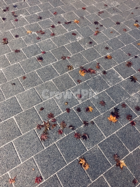 낙엽,바닥,회색,노란색,빨간색,가을,계절,fall,autumn,season