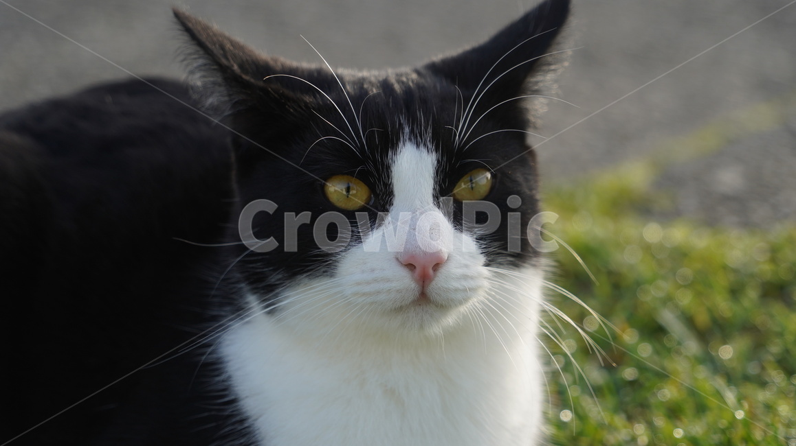 고양이,길고양이,고양이얼굴,cat,애완고양이,검정고양이,동물,animal,포유류,mammal,고양이,cat,kitten,kitty