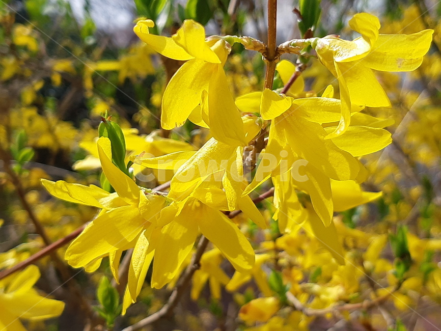 봄,개나리꽃,봄꽃,자연,spring,노랑,신선함,개나리,상큼함,힐링,봄풍경,자연풍경,노란꽃,싱그러운,자연냄새,봄,계절,spring,season,식물,자연,plants,nature,꽃,flower,plant,leaf,잎,tree,나무