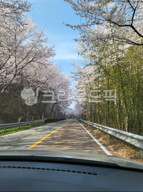 cherry blossom season,spring drive,Flower Road Drive,cherry blossom road,Daepyeong Road