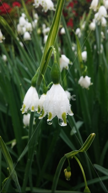 물망초,봄,꽃,식물,자연,식물,자연,plants,nature,꽃,flower