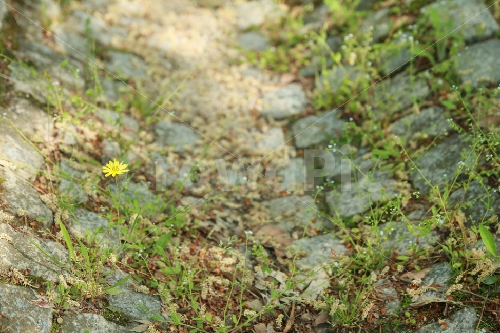 꽃,잡초,바닥,식물,돌바닥,노란꽃,바닥사진,봄사진,봄,식물,자연,plants,nature,꽃,flower
